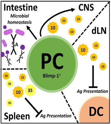 Characterization of Definitive Regulatory B Cell Subsets by Cell Surface Phenotype, Function and Context